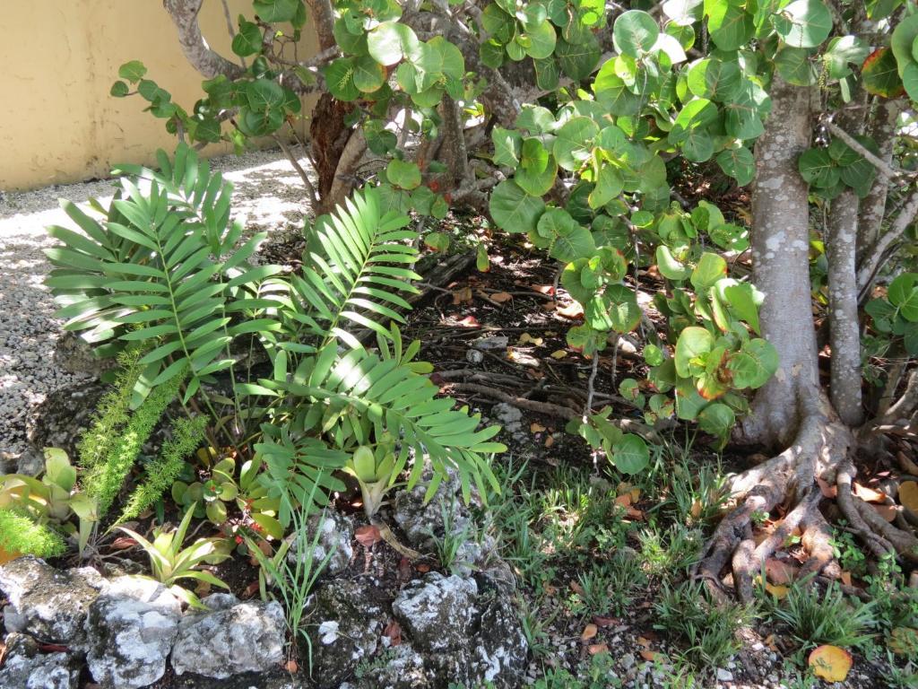Ed & Ellen'S Lodgings Key Largo Motel Exterior foto